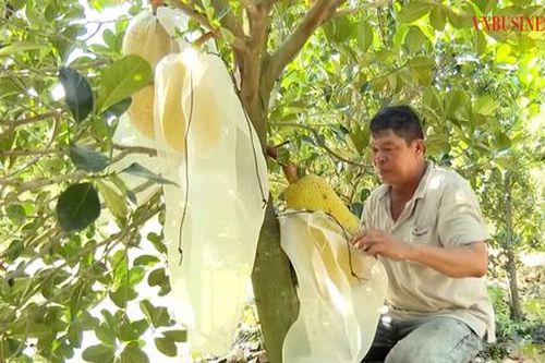 Ấn tượng những cách làm giàu độc đáo của nông dân Tháp Mười