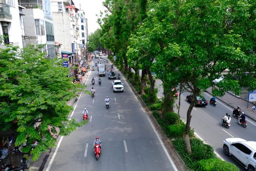 Hàng cây xà cừ được ưu tiên bảo tồn khi mở rộng đường Láng