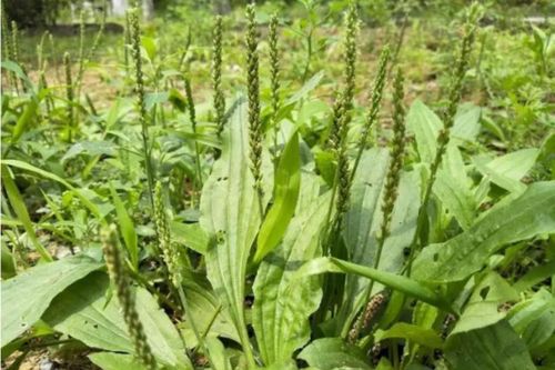 Nước lá mã đề có tác dụng chữa bệnh tuyệt vời ra sao?