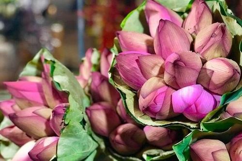 Mùa sen đến, muốn cắm hoa sen nở đẹp, thân cứng lâu và không bị gục đầu, hãy lưu ngay điều này