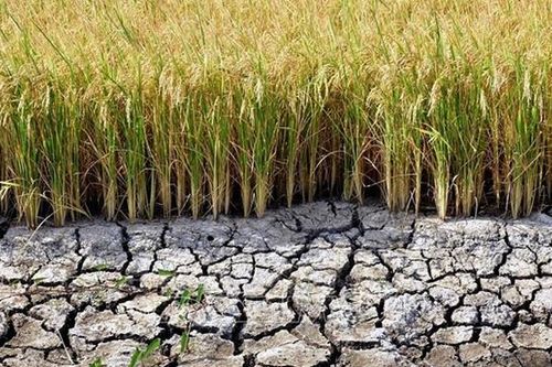 Cảnh báo hạn hán, sụt lún và nguy cơ đi kèm ở Trung Bộ và Tây Nguyên