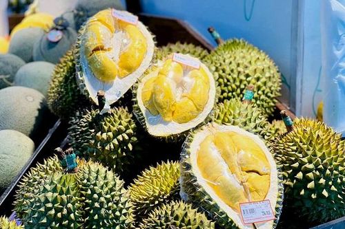 Vì sao sầu riêng mini được nhiều người săn lùng?