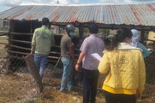 Gia Lai: Bùng phát bệnh lở mồm long móng ở huyện Mang Yang