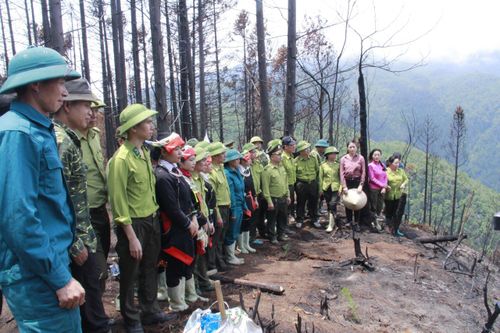 Những cánh rừng đang được hồi sinh