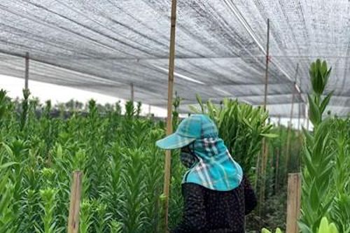Thư về tòa soạn: Hoa loa kèn được giá, nông dân Đan Phượng phấn khởi