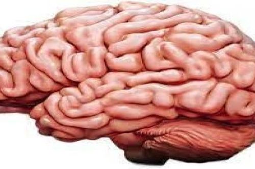 Liệu có tồn tại 'hệ vi sinh vật' bí ẩn sống trong não người?