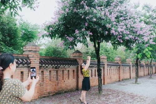Vẻ đẹp của hoa bằng lăng tím tại Ninh Bình