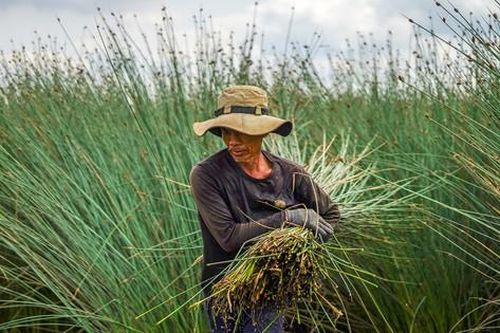 Giống cỏ dễ trồng, cho thu nhập hàng trăm triệu đồng