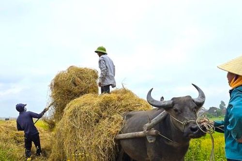 Kiếm hàng trăm triệu từ thu gom rơm trên đồng