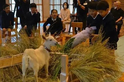 Trường tiểu học ở Nhật Bản nhận một chú dê làm 'học sinh mới'