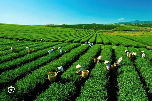 9 sản phẩm chè được công nhận là sản phẩm tiêu biểu khu vực phía Bắc