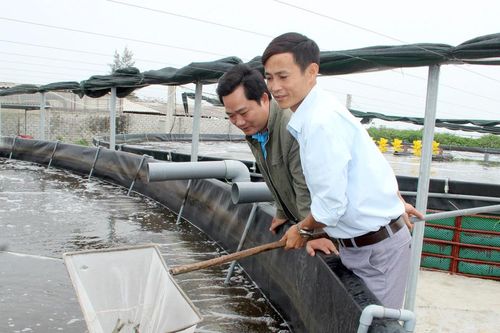 Người nuôi tôm tại Nghệ An thận trọng thả lứa mới
