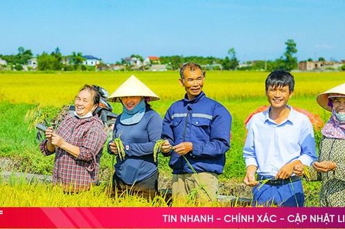 Hà Tĩnh thắng lợi trọn vẹn trong vụ lúa xuân 2024