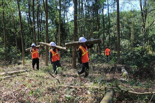 Phát triển rừng bền vững, trồng rừng gỗ lớn và gia tăng giá trị từ rừng