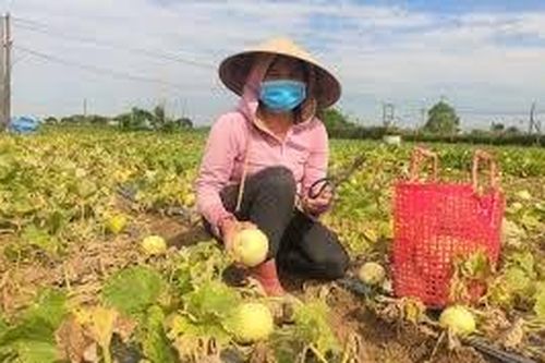 Giá nông sản hôm nay 21/5: Nhãn trái vụ giá cao, dưa lê Nghệ An đắt hàng, sầu riêng đà tăng