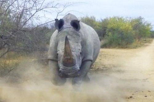 Clip: Tê giác điên húc người