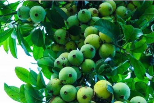 Loại quả chua từng mọc dại đầy đường giờ là đặc sản 'hiếm có khó tìm', giá đắt gấp 4 lần sấu