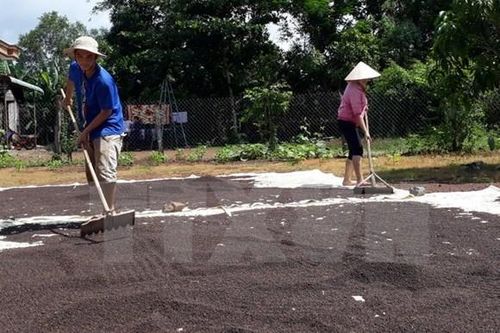 Hồ tiêu tiếp tục neo ở vùng giá cao mới