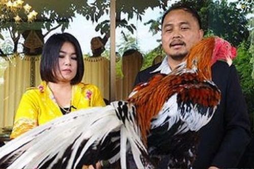 Được khách trả 14 tỷ đồng, người phụ nữ vẫn không bán chú gà cưng