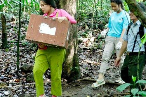 Hoa hậu nhí Bella Vũ tham gia tái thả tê tê, rùa về tự nhiên