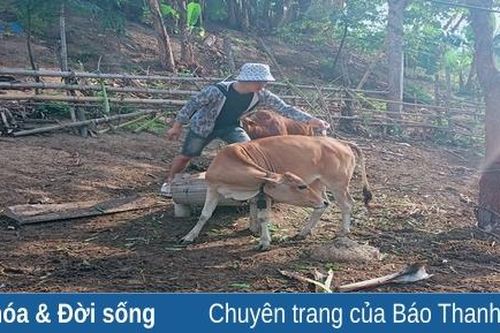 Khi 'con trâu là đầu cơ nghiệp' của người Mông