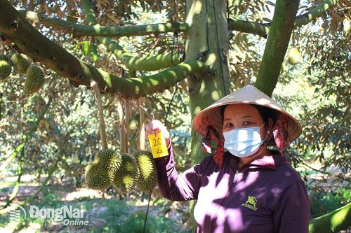 Vườn sầu riêng công nghệ của lão nông ở vùng sâu