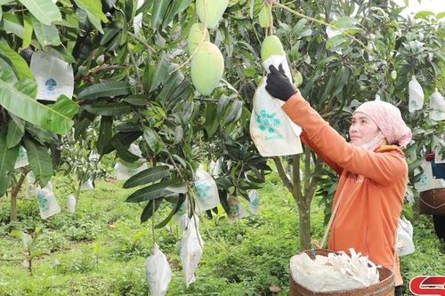 Nâng cao hiệu quả các phong trào thi đua yêu nước