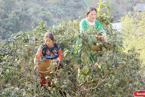 Xây dựng thương hiệu chè Tà Xùa