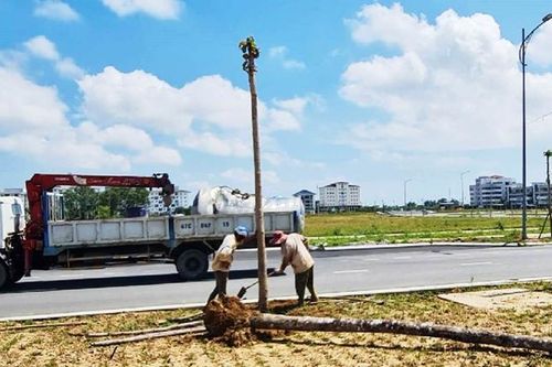 Khắc phục cây xanh bị chết