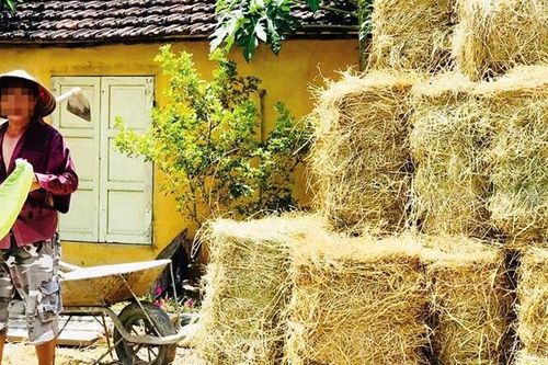Sợi rơm vàng sau mùa gặt