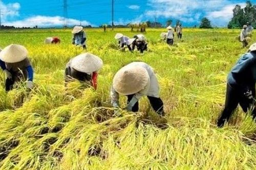 Tập đoàn Lộc Trời đã trả nợ xong tiền lúa cho nông dân