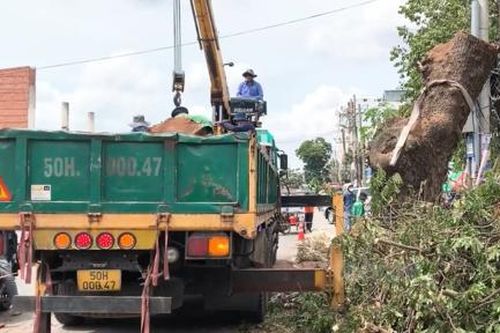 Kỳ cuối: Giải pháp để phát triển cây xanh đô thị