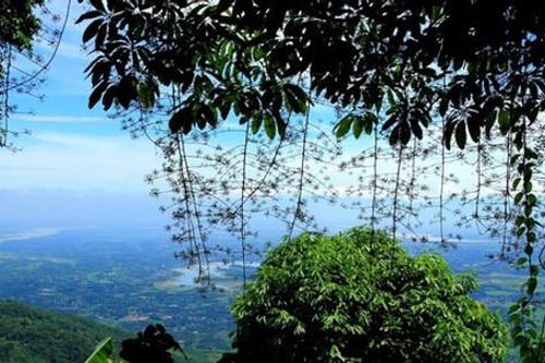 Chung tay bảo vệ 'lá phổi xanh'