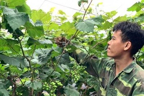 Thư về tòa soạn: Phát triển kinh tế nhờ cây nho Hạ Đen
