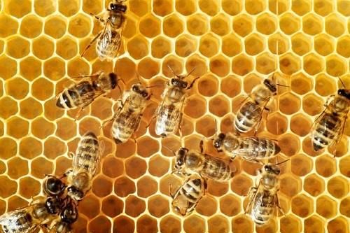 Làm thế nào để tổ ong có hình lục giác đều đến thế?