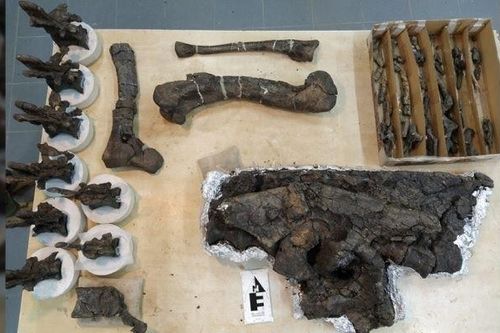 Argentina tìm thấy hóa thạch một loài khủng long ăn thịt mới sống cách nay 69 triệu năm