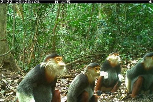 Không chỉ bảo tồn, Việt Nam cần khôi phục đa dạng sinh học