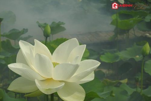 Mê đắm hoa sen lạ tại Hồ Tây