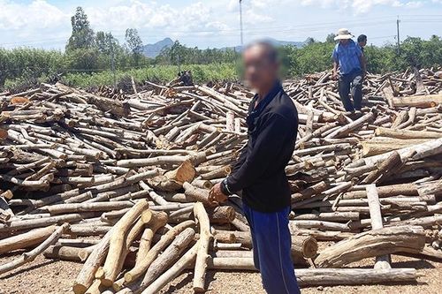 Bắt đối tượng cưa trộm hơn 1.000 cây keo lá tràm