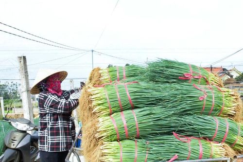 Hành hoa ở Nghệ An tăng giá gấp đôi