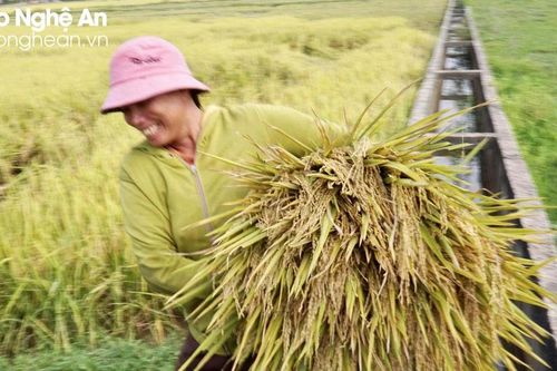 Năng suất lúa xuân Nghệ An ước đạt 69,15 tạ/ha, cao nhất từ trước tới nay