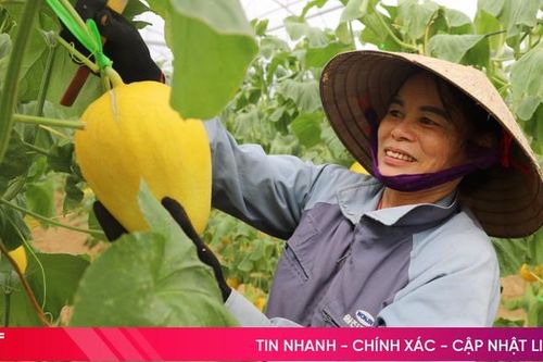 Nông dân Thạch Hội phát triển kinh tế nhờ trồng dưa lưới