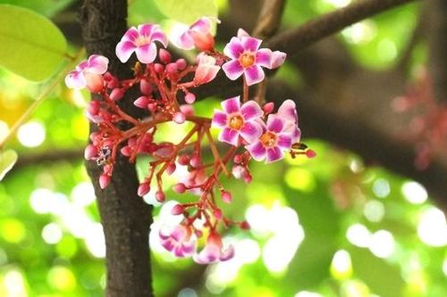 Cắt tóc cho mẹ