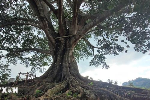 Cây đa hơn 500 tuổi ở Lai Châu - nhân chứng sống của bản làng