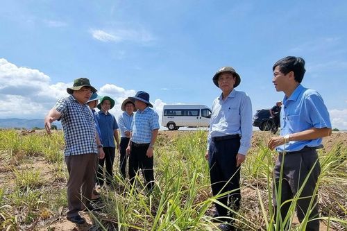Ninh Thuận tập trung cứu hàng trăm hécta cây trồng bị khô hạn