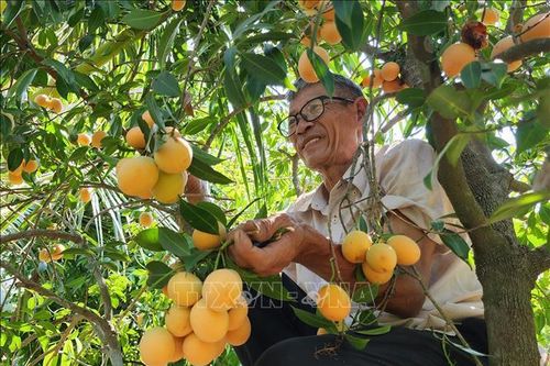 Lão nông 'mát tay' cho thanh trà ra trái theo ý muốn