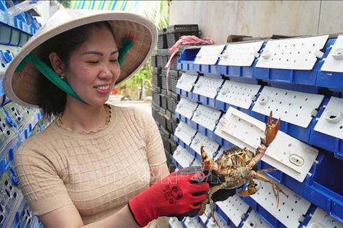 Nuôi cua trong hộp nhựa: Hướng đi nhiều sáng tạo