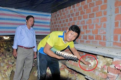 Anh nông dân kiếm 500 triệu đồng nhờ nuôi con vật 'mắn đẻ' trong 'phòng lạnh'