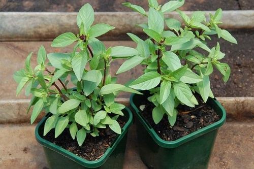 8 loại cây rắn nhìn thấy là tránh xa, trồng quanh nhà rắn không dám đến gần