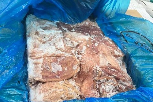 Phát hiện gần 12 tấn dạ dày heo đông lạnh lậu